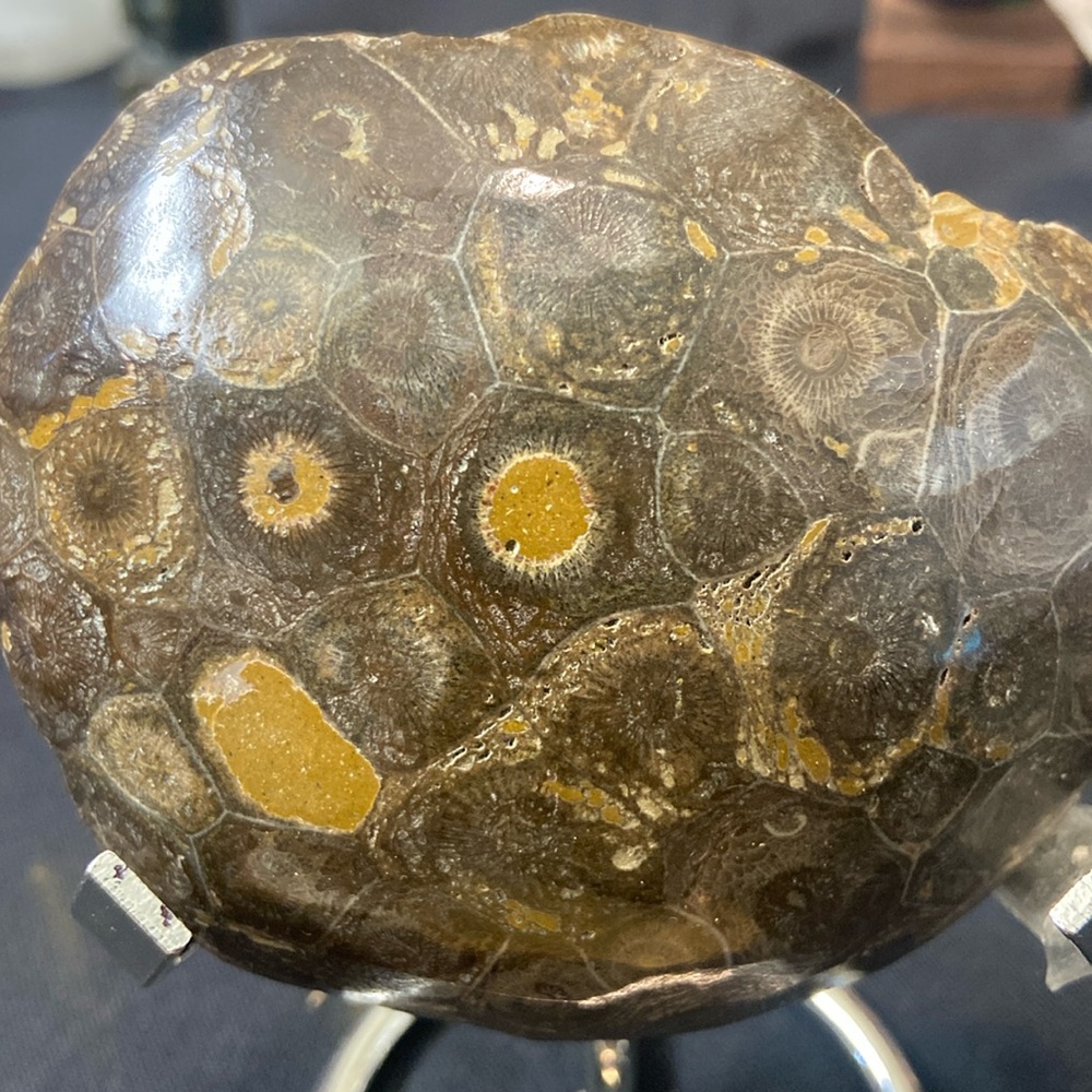 Petoskey stone fragment of a coral reef from about 300 million years ago